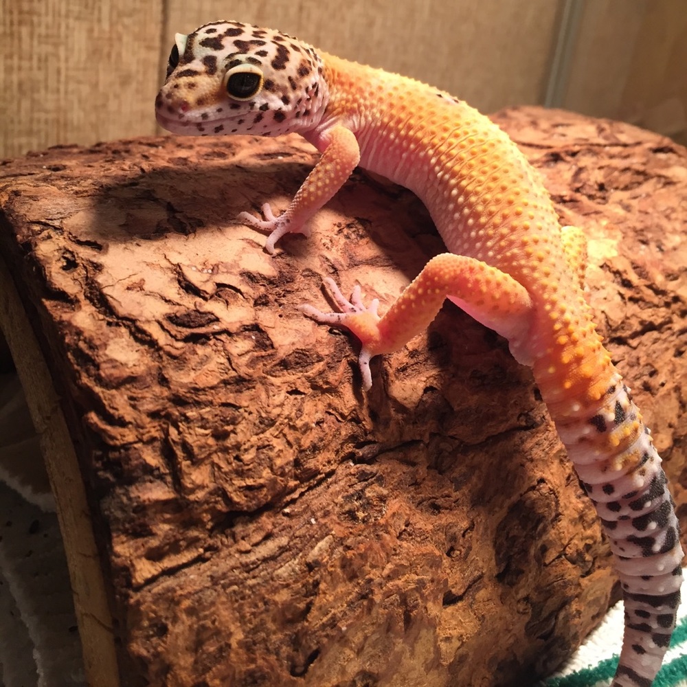 Looking to do a bundle trade!